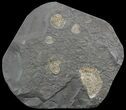 Dactylioceras Ammonite Cluster - Posidonia Shale #52925-1